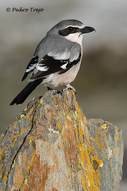 Alcaudón real (Lanius excubitor)